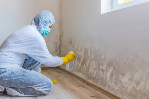 Licensed Attic Mold Removal service in Haddon Heights, NJ - WQB Mold Removal