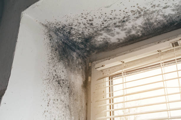 Affordable Attic Mold Removal solutions in Haddon Heights, NJ