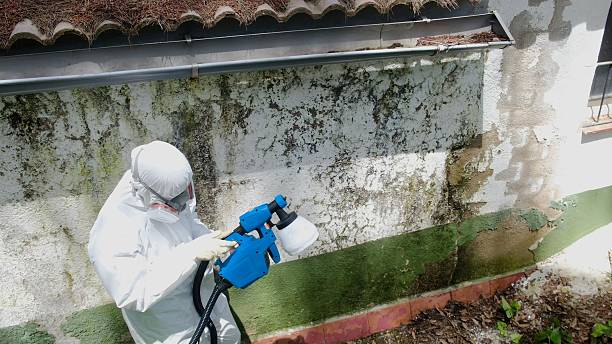 Top rated local Attic Mold Removal specialists in Haddon Heights, NJ